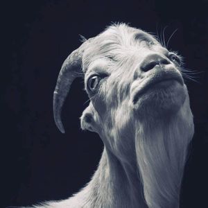 Meet your Posher, Gina